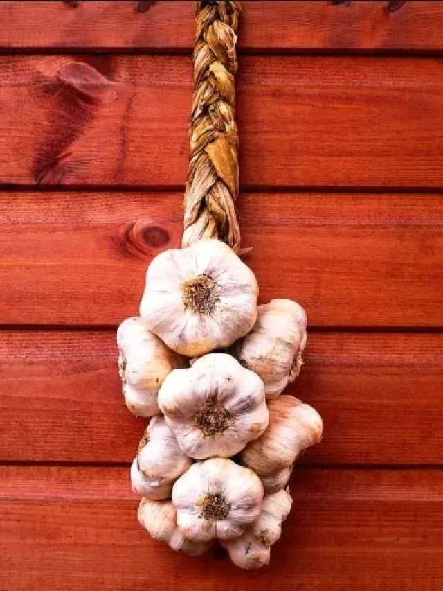 तेजी से बढ़ने लगे लहसुन(Garlic)के दाम, भाव सुन उड़ जाएंगे होश !