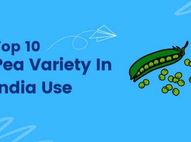 Top 10 Pea Variety In India Use