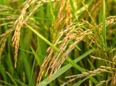 Top 20 Agriculture Products Use in Paddy {Rice} Crop