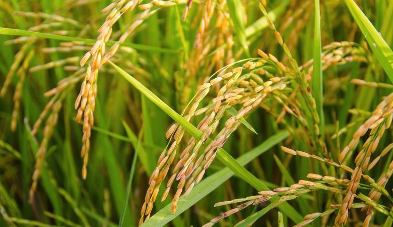 Top 20 Agriculture Products Use in Paddy {Rice} Crop
