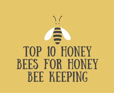 Top 10 Honey bees for honey bee keeping