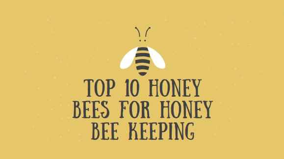 Top 10 Honey bees for honey bee keeping