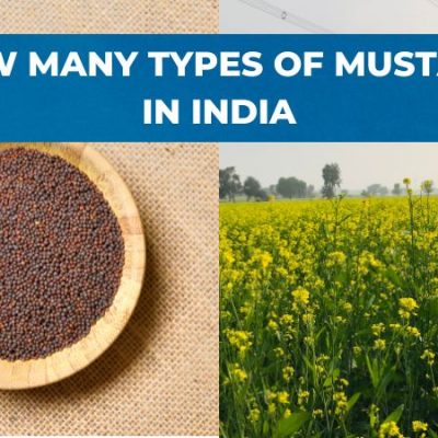 HOW MANY TYPES OF MUSTARD IN INDIA