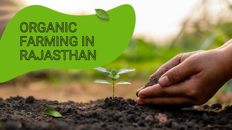 Organic Farming in Rajasthan