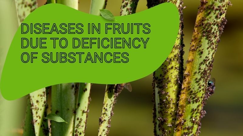 Diseases In Fruits Due To Deficiency Of Substances