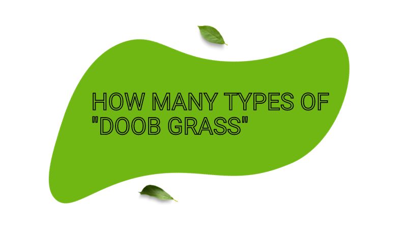 How Many types of "Doob grass"