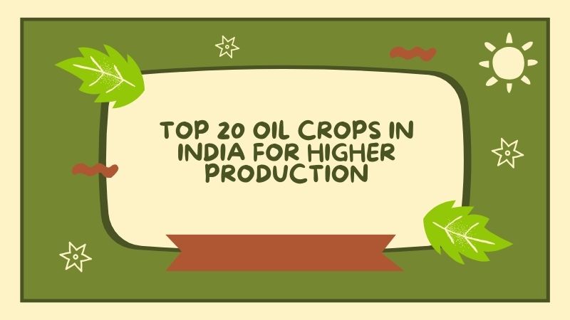 TOP 20 OIL CROPS IN INDIA FOR HIGHER PRODUCTION