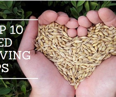 Top 10 Seed Saving Tips