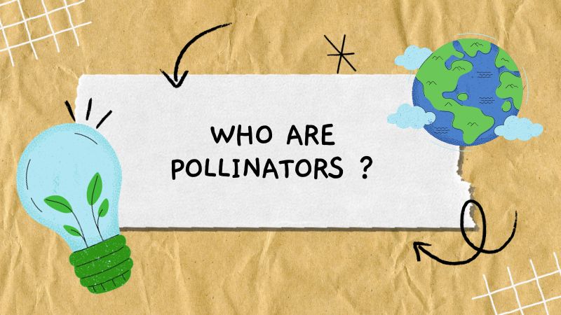 Who are Pollinators ?