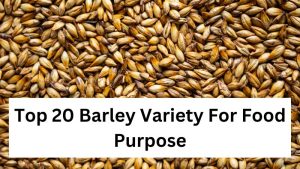 Top 20 Barley Variety For Food Purpose