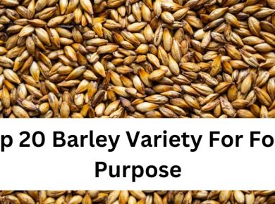 Top 20 Barley Variety For Food Purpose