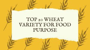 Top 20 Wheat variety for Food purpose