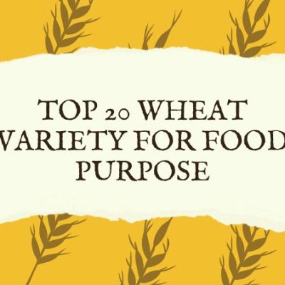 Top 20 Wheat variety for Food purpose